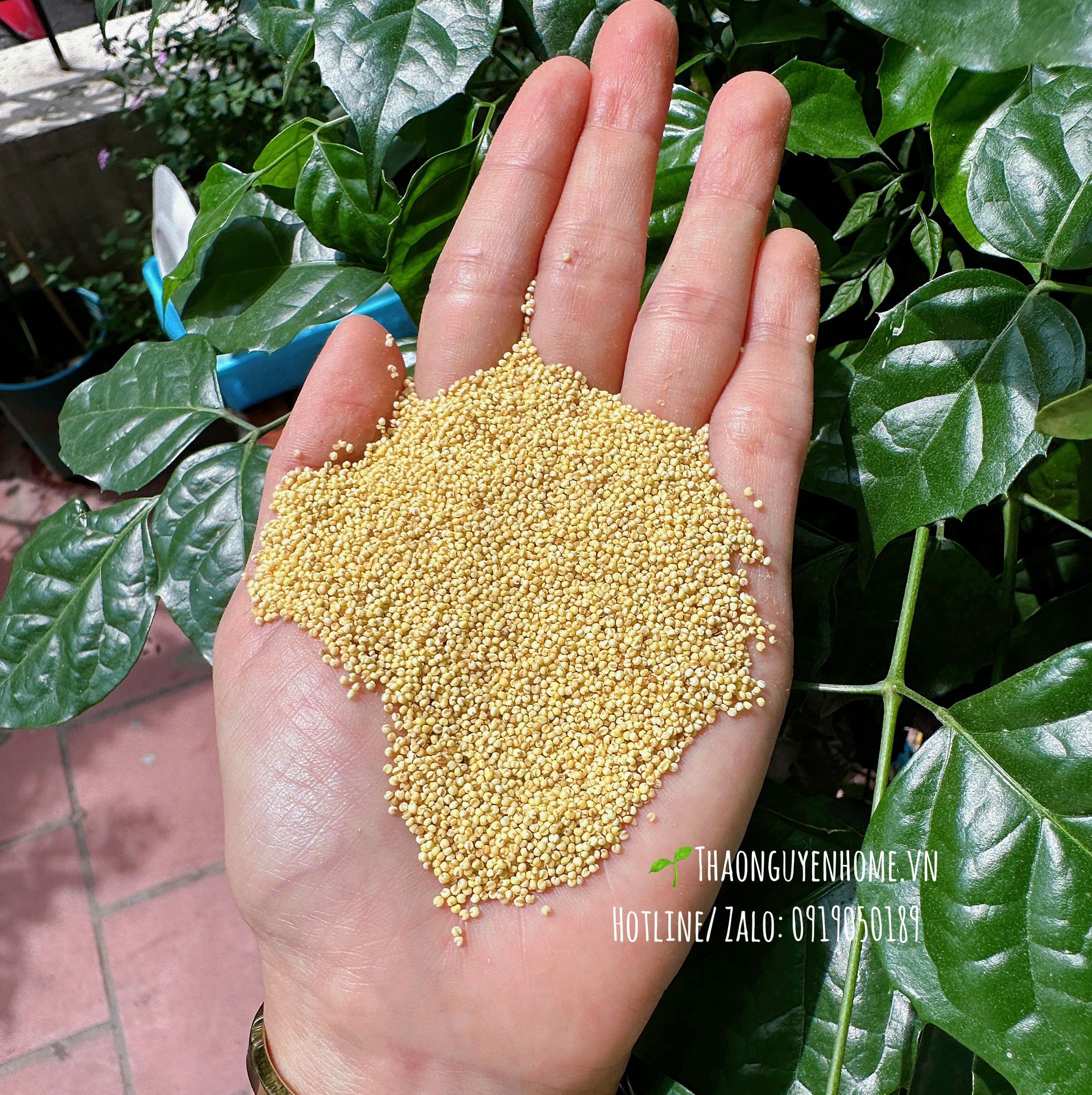 Kê nếp thuần chủng 1kg