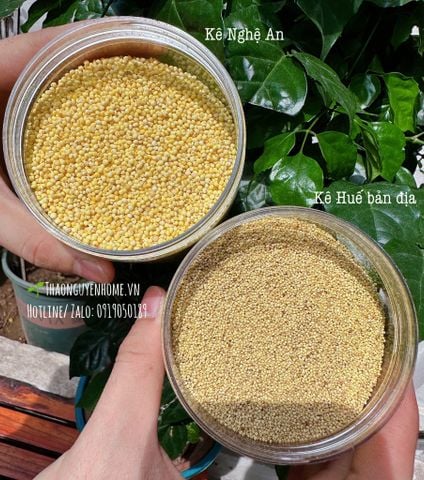  Kê nếp Huế thuần chủng 1kg 