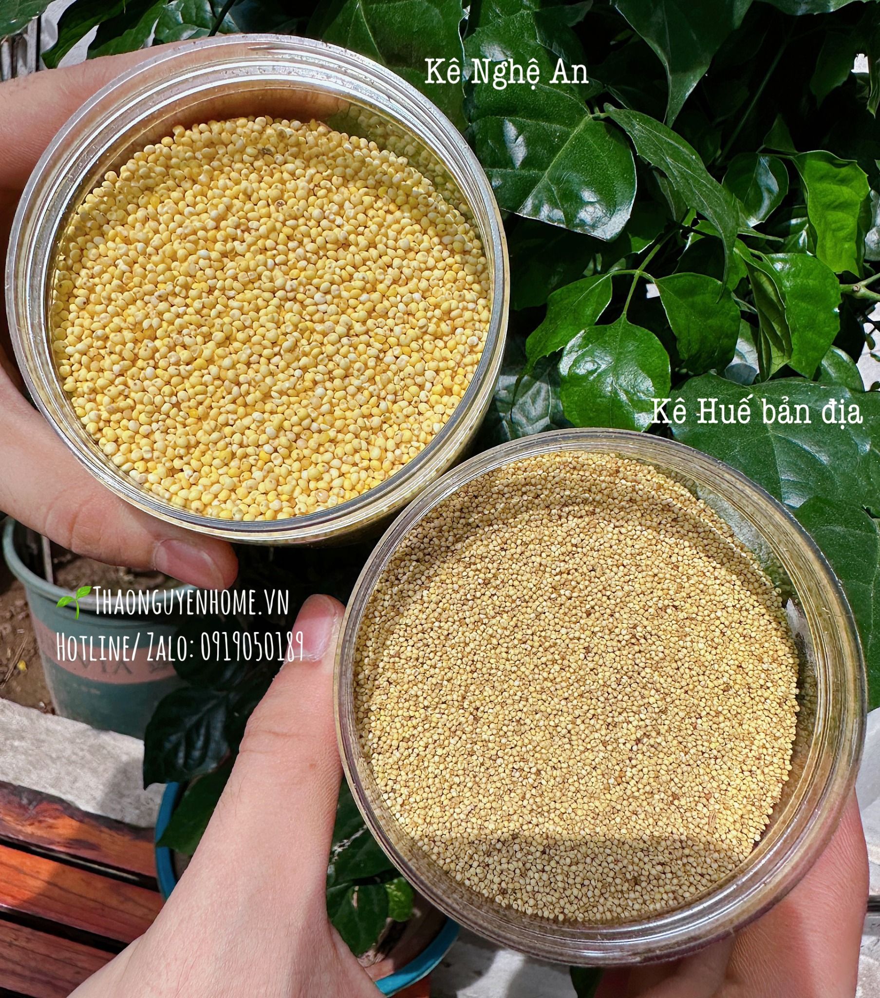Kê nếp Huế thuần chủng