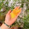 Kê nếp Huế thuần chủng