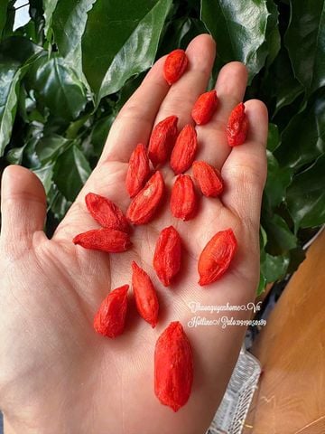  Kỷ tử Trung Ninh vip sấy lạnh 