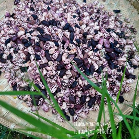  Lạc vằn hồng 