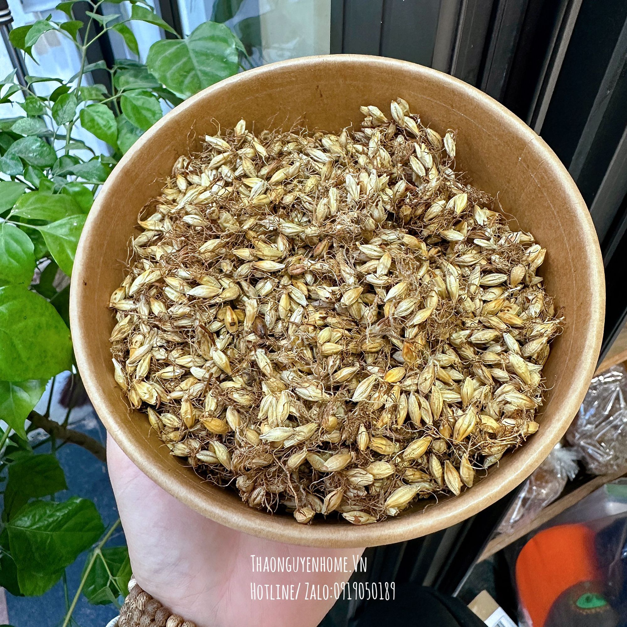 Mầm mạch nha rễ mảnh cong hộp 200gr