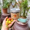 Mơ Thóc Muối Thực Dưỡng Thảo Nguyên Home