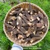 Nấm bụng dê nấm quý tây bắc bồi bổ cơ thể ( goat belly mushroom )