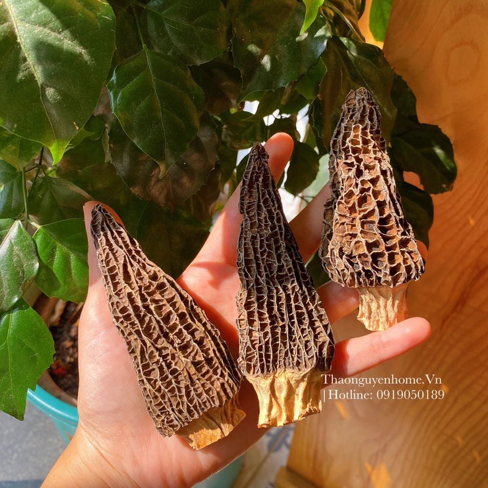 Nấm bụng dê nấm quý tây bắc bồi bổ cơ thể ( goat belly mushroom )