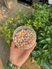 Bột ngọc trai nguyên chất ( Pearl Powder)