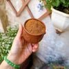 Ngũ vị hương cống tiêu hũ 100gram (công thức độc quyền)