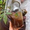 Nhàu mật Thảo Nguyên Home 900ml