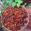 Nhựa đào thiên nhiên Vân Nam dòng chọn lọc