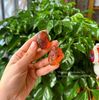 Nhựa đào thiên nhiên Vân Nam dòng chọn lọc