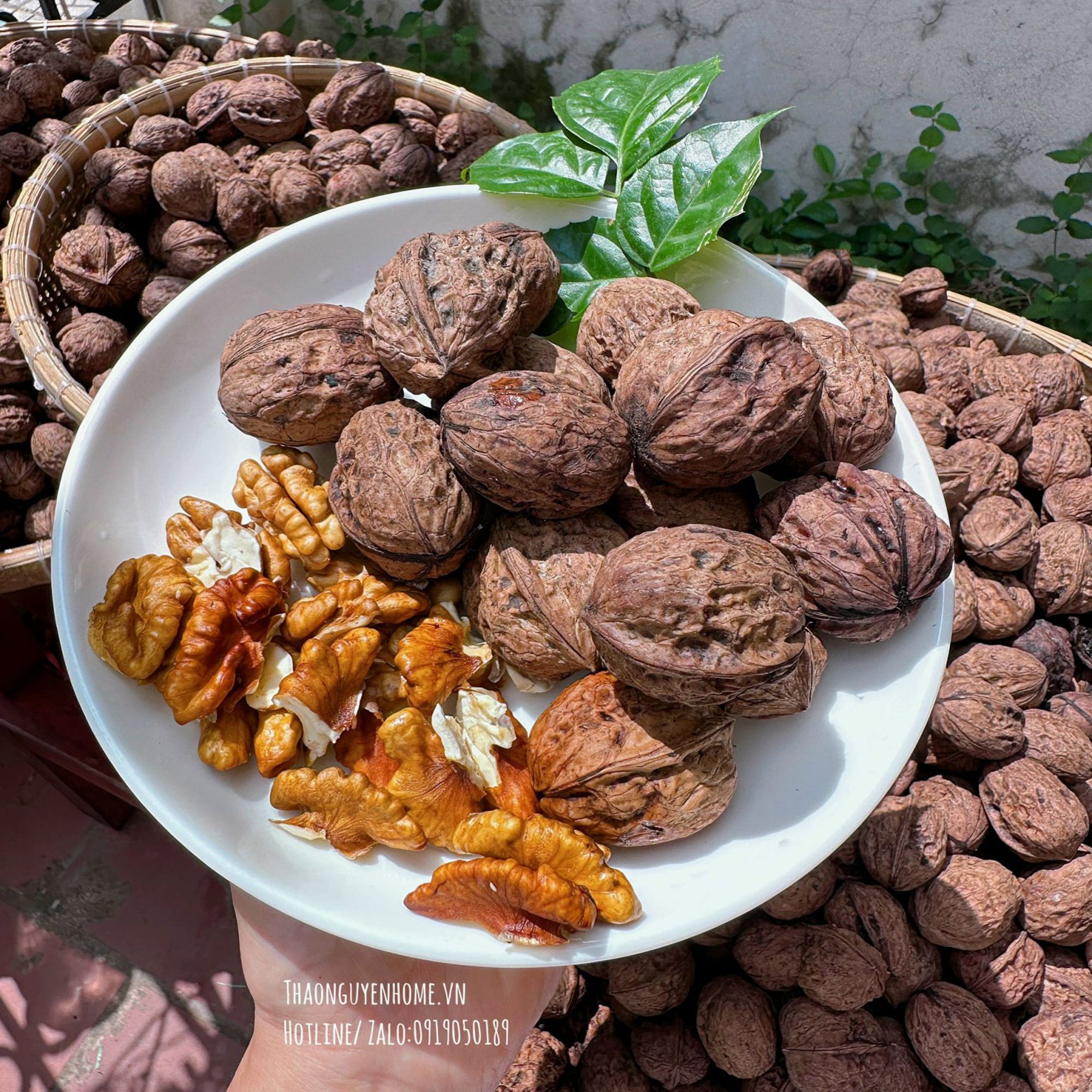 Óc chó giấy hạt tươi