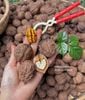 Óc chó giấy hạt tươi