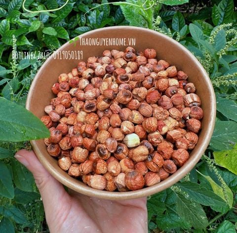  Sen Huế chính vụ Thảo Nguyên Home 