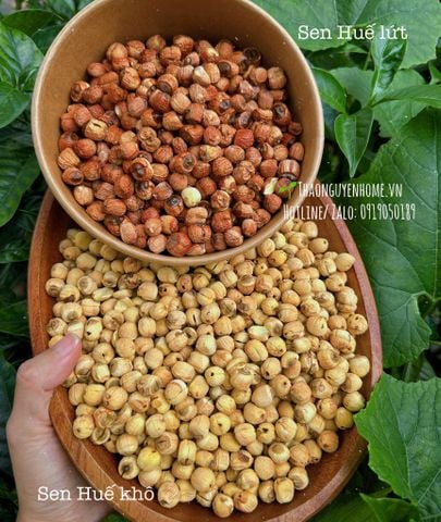  Sen Huế chính vụ Thảo Nguyên Home 