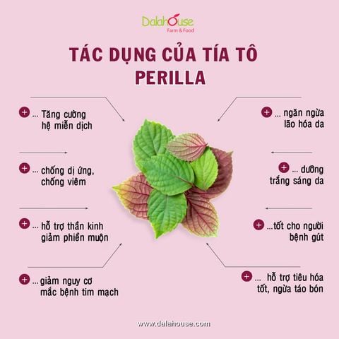  Bột tía tô nguyên chất sấy lạnh hũ 120gram 