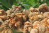 Bột tam thất Vân Nam hữu cơ hũ 150gram