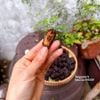 Táo tàu đen thơm dẻo loại thượng hạng