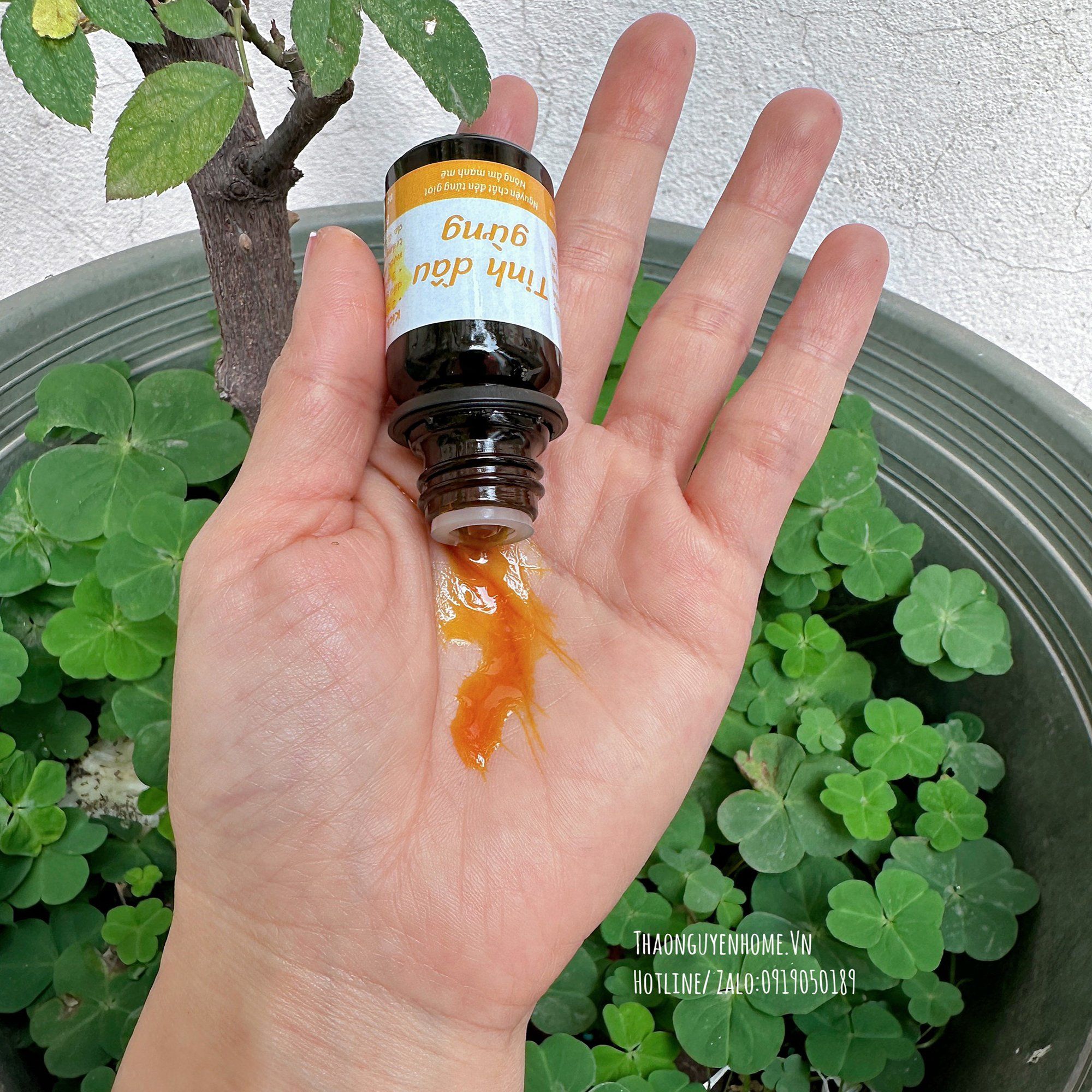 Tinh gừng đỏ 10ml (Ginger Oil)