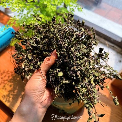  Trà bạc hà tía 50gr 