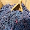 Trà dưỡng thận mùa đông hũ 300gram
