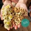 BẠCH CỐNG CÚC cúc tiến vua ( Chrysanthemum Tea)