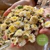 BẠCH CỐNG CÚC cúc tiến vua ( Chrysanthemum Tea)