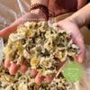 BẠCH CỐNG CÚC cúc tiến vua ( Chrysanthemum Tea)