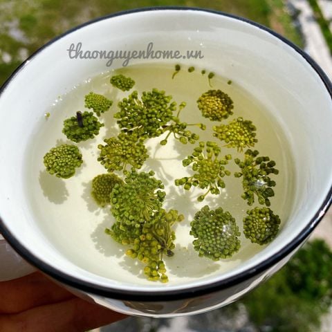  Nụ hoa tam thất vân nam dòng VIP (Yunnan Notoginseng Flower Tea) 