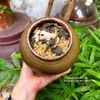 Trà tía tô đậu gừng