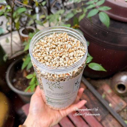  Ý dĩ nếp sạch hạt to mẩy nấu cháo ( Barley Nut ) 