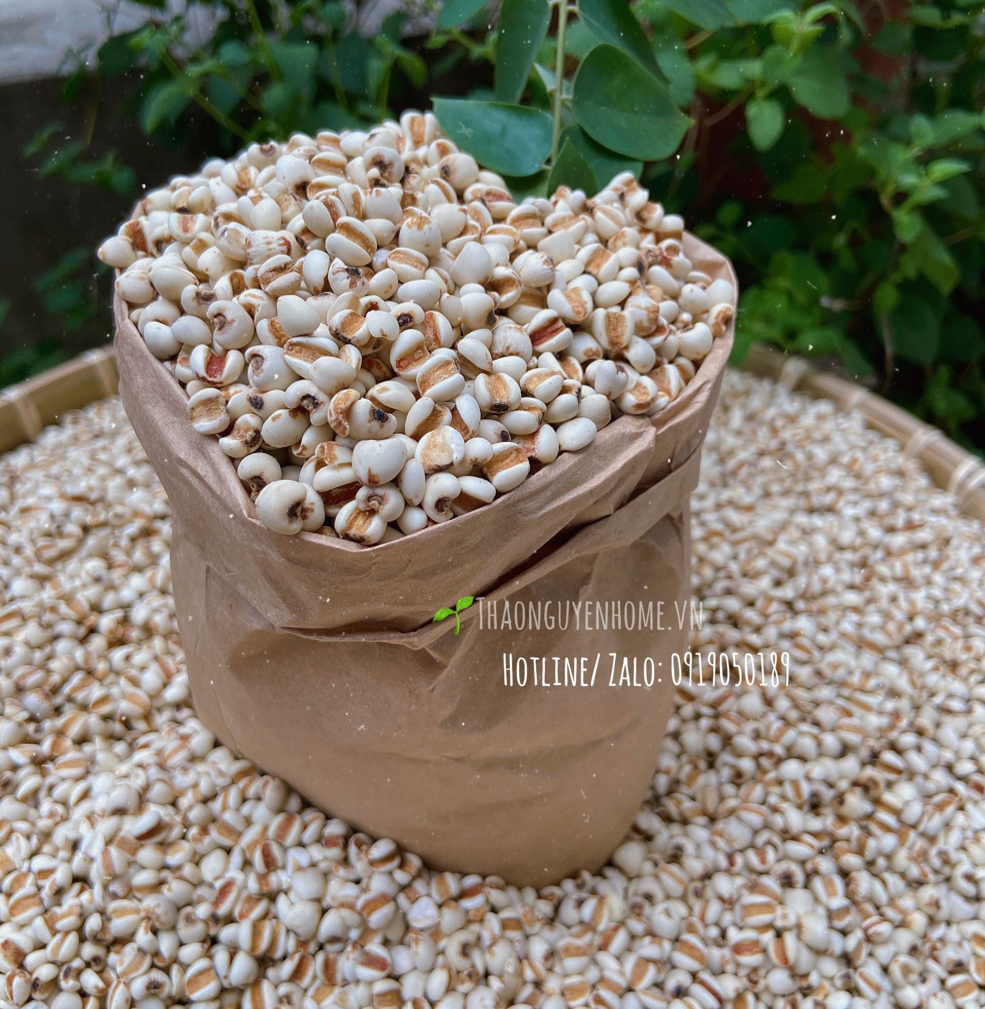 Ý dĩ nếp sạch hạt to mẩy nấu cháo ( Barley Nut )
