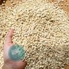 Ý dĩ nếp sạch hạt to mẩy nấu cháo ( hạt Barley )