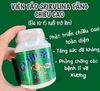 Tảo Tăng Chiều Cao Shinshin Kakumei Nhật Bản