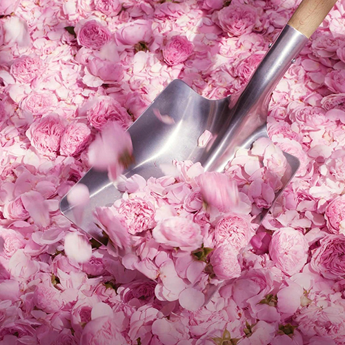 Haya+miss Dior +perfumero: El Encanto de la Alta Perfumería - Haya+miss Dior +perfumero