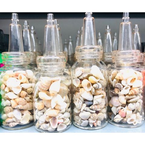  Vỏ ốc biển nhí trang trí sản phẩm epoxy Resin 