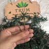 Mô hình cây dừa mini trang trí tiểu cảnh resin