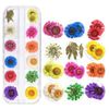 Hộp hoa khô 12 màu trang trí trang sức resin