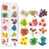 Hộp hoa khô 12 màu trang trí trang sức resin