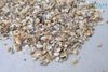 Vỏ ốc biển nhí trang trí sản phẩm epoxy Resin