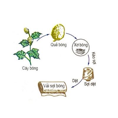 Bộ tranh Công Nghệ lớp 6