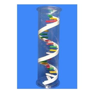 Mô Hình phân tử ARN