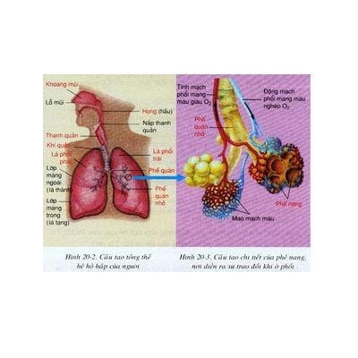 Bộ tranh Sinh 8- tranh nhựa (29 tr)