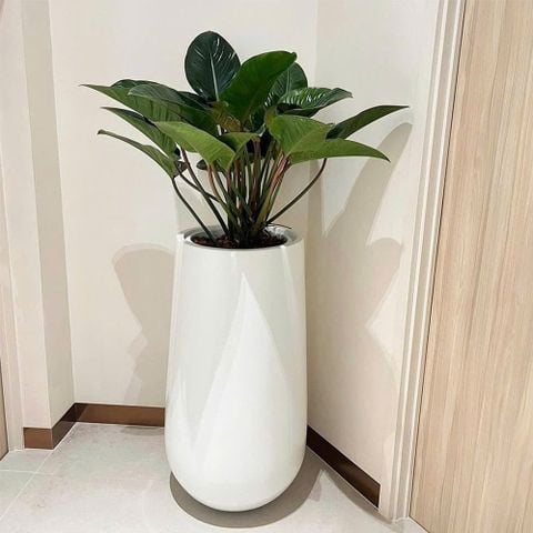 ( 3 MÀU ) CHẬU COMPOSITE MABELLE 74880 + TỰ DƯỠNG THÔNG MINH