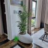 CHẬU COMPOSITE  MA BELLE 78652 CỤC ĐÁ + TỰ DƯỠNG THÔNG MINH