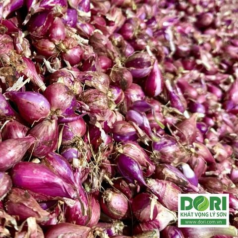  Combo 5kg hành tím Lý Sơn Dori loại thường 