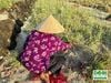 Combo 5kg hành tím Lý Sơn Dori loại to đặc biệt