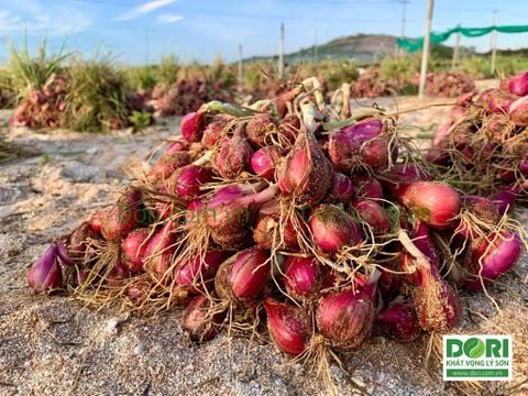  Combo 5kg hành tím Lý Sơn Dori loại thường 