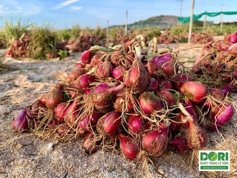  Combo 5kg hành tím Lý Sơn Dori loại to đặc biệt 