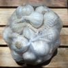 Tỏi Lý Sơn Dori - Loại tỏi nhiều tép - Túi lưới 250g - Trồng tại đảo Lý Sơn  ( KM đến hết 30/4/25)